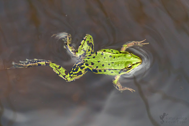Pool Frog - Pelophylax lessonae