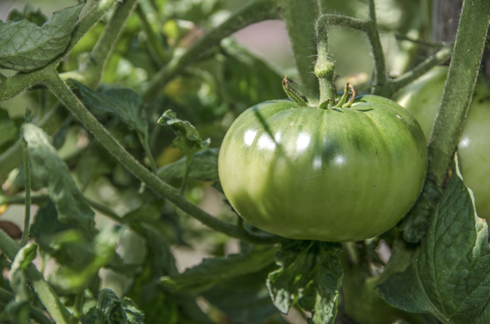 Tomato Health Benefits Powerful Anti Cancer Food Macedonia Nature