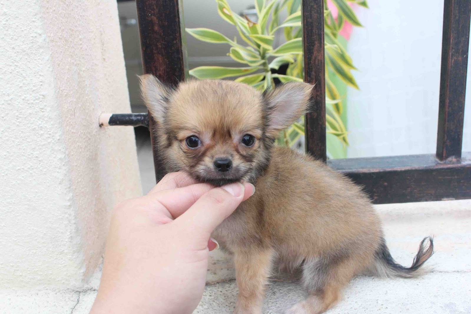 LovelyPuppy: Puppies