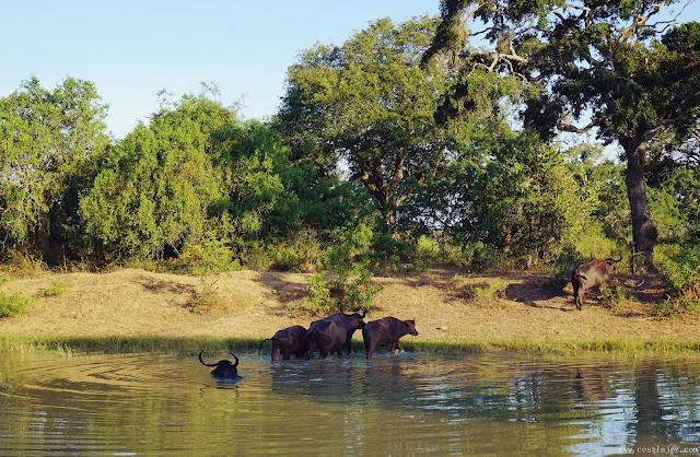 Sri Lanka Yala National Park Safari