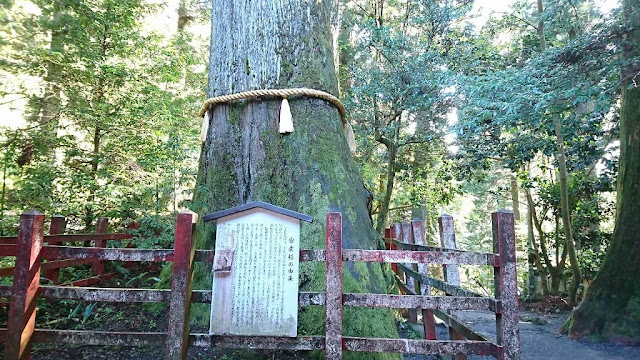箱根神社の安産杉