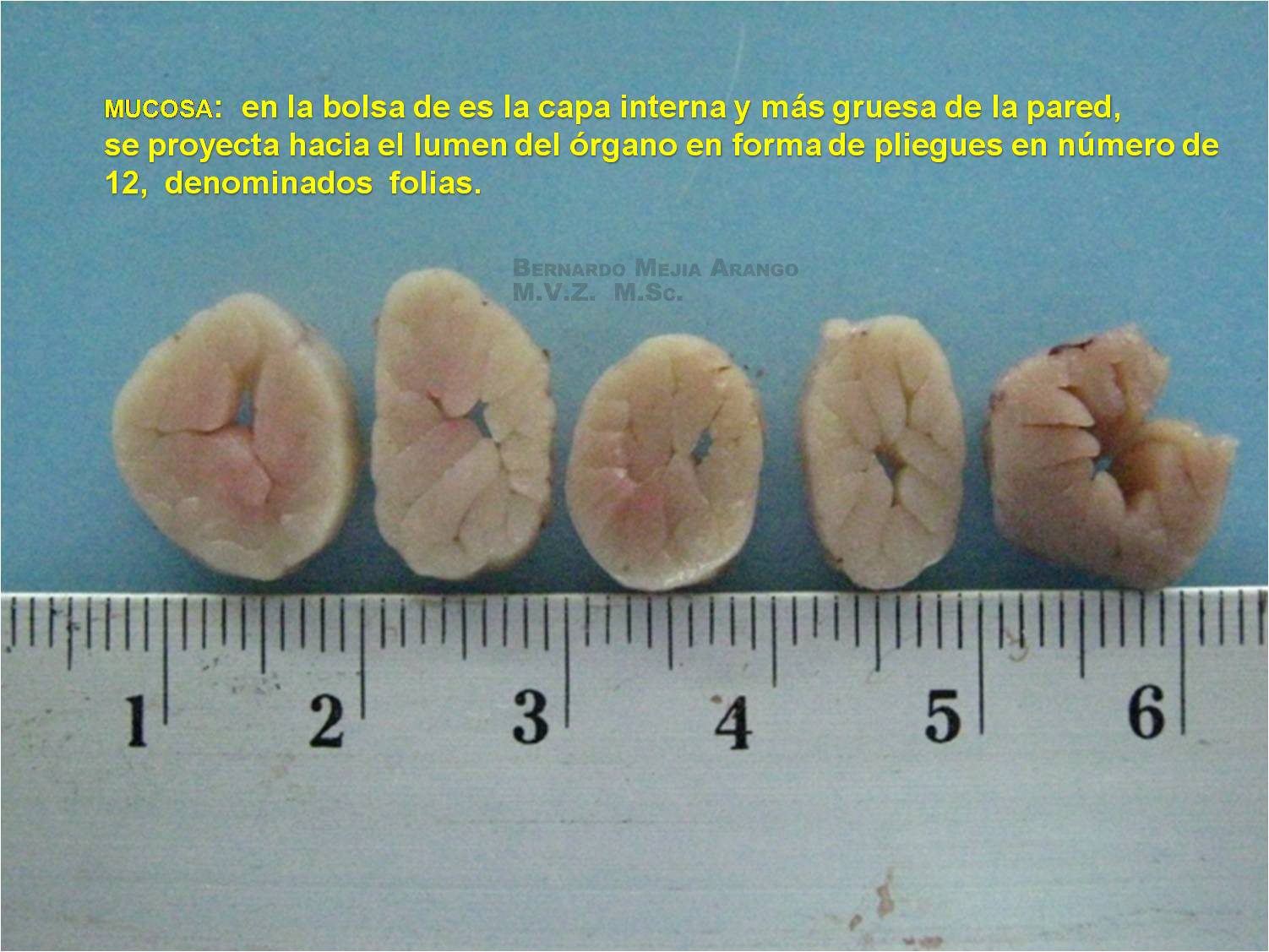 Patología Aviar. Mi diagnóstico, su concepto.