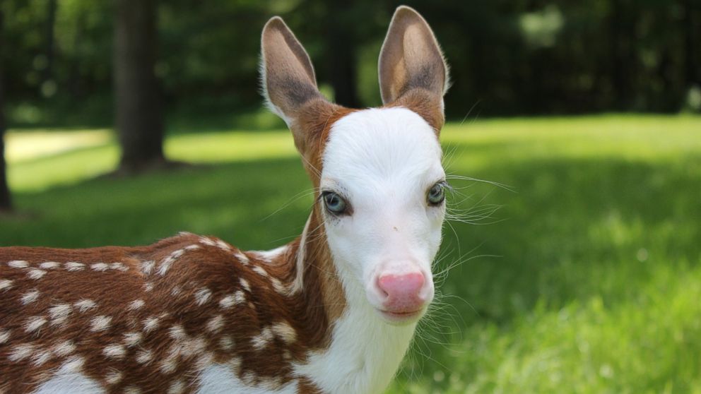 White Wolf : World rarest white-faced fawn, rejected by mother, finds ...