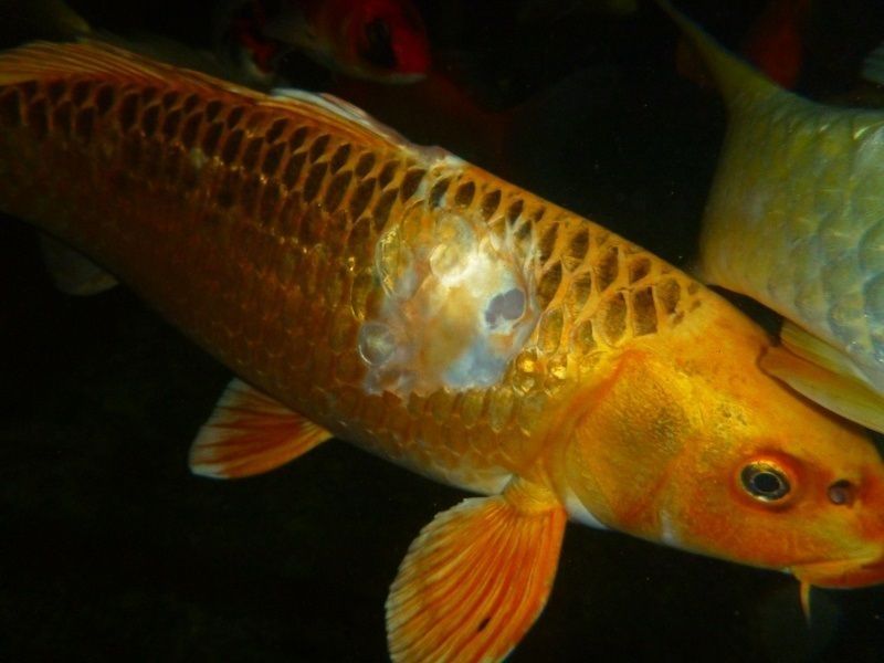 Ciri-Ciri Ikan Sakit atau Stress terdapat luka