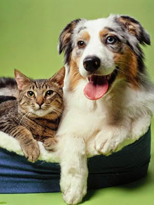 5 Dogs That Secretly Love Cats