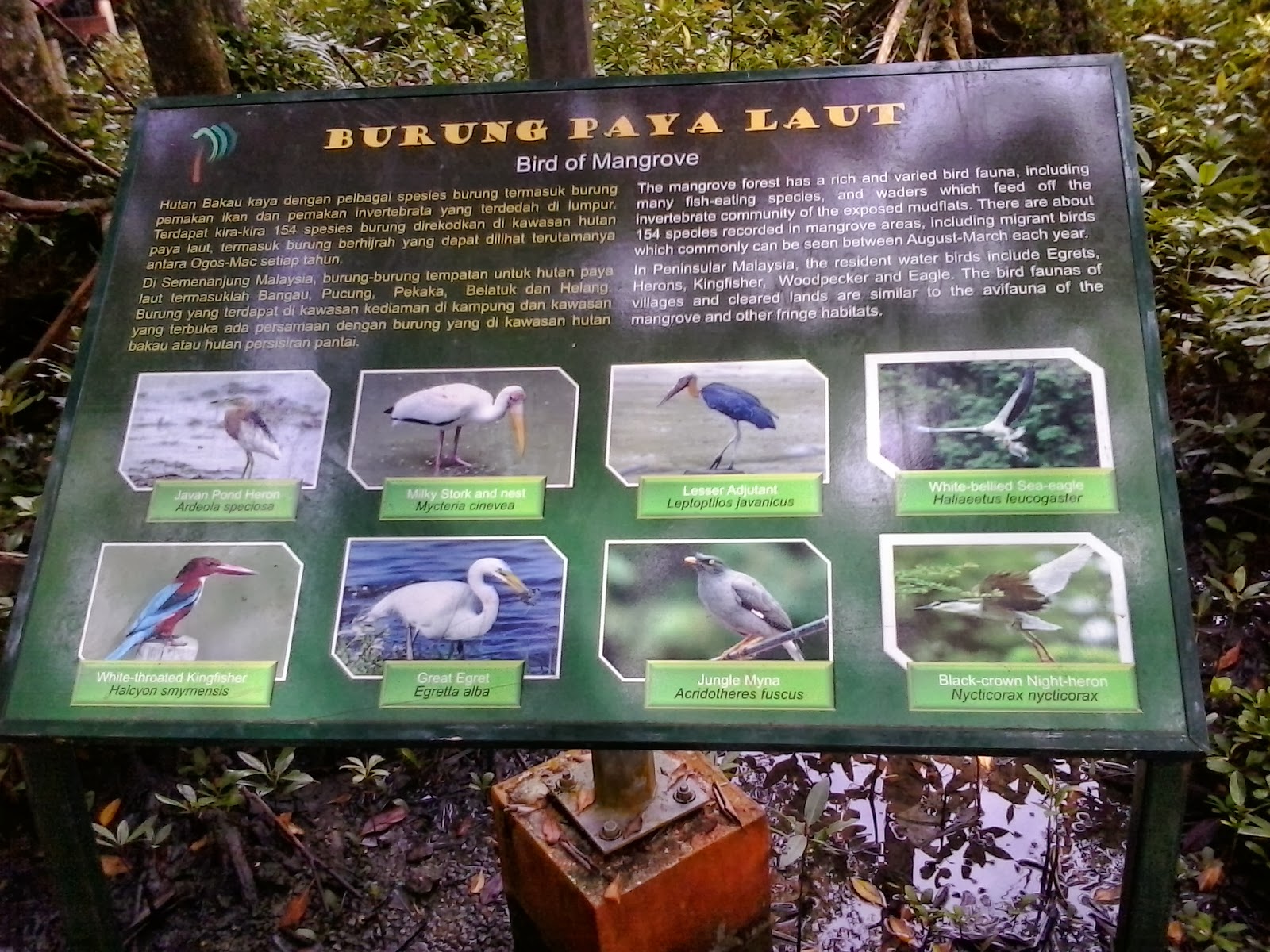 genggampisau.blogspot.com: Taiping Interesting places...3..Hutan Paya ...