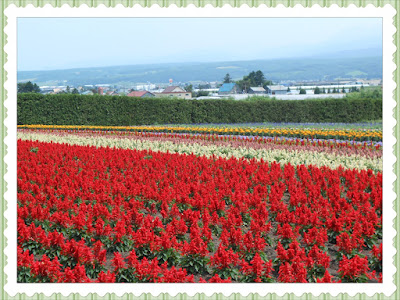 Farm Tomita Flowers Farm Tomita Flowers