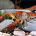 Procambarus toltecae