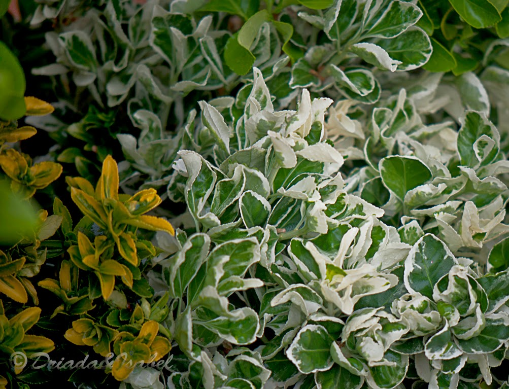 LA MAGIA DE MI JARDIN: ¿BROTES VERDES Sr. Ministro