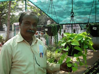 Arun explaining a trick of growing creeper variety of moneyplant