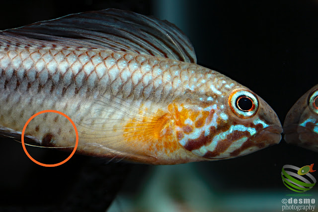 Apistogramma lineata