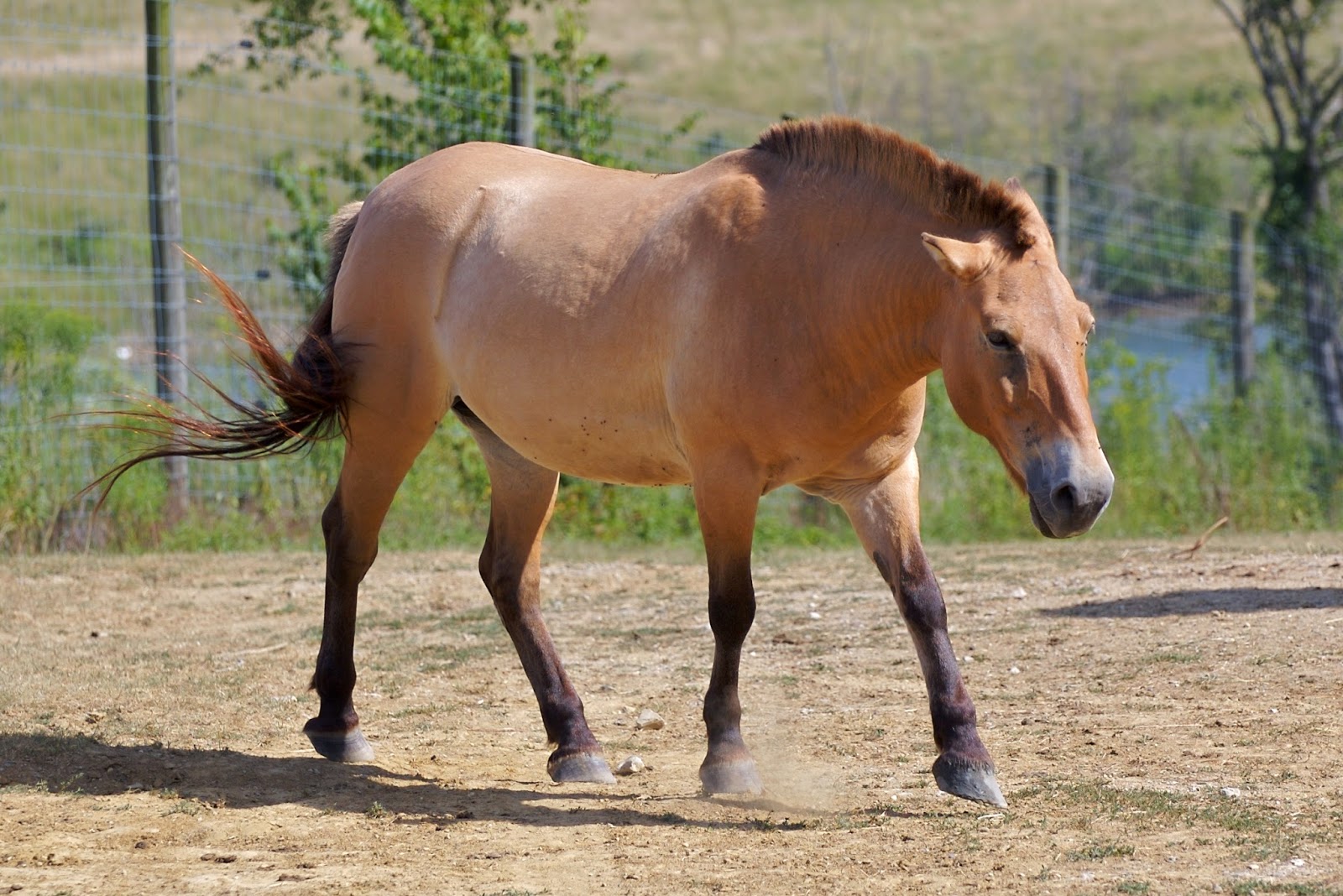 Przewalski's Horse Wild Life World