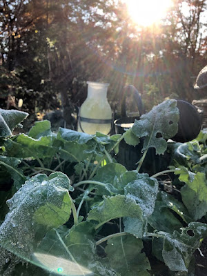 First frost with Rutabaga leaf. 待ちに待った初霜のルタバガの葉。