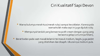 ciri kualitatif sapi devon ciri kualitatif sapi devon inggris