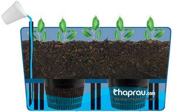 Học ngay cách trồng rau trong thùng xốp EarthBox cực hay của mẹ Khoai Xoài