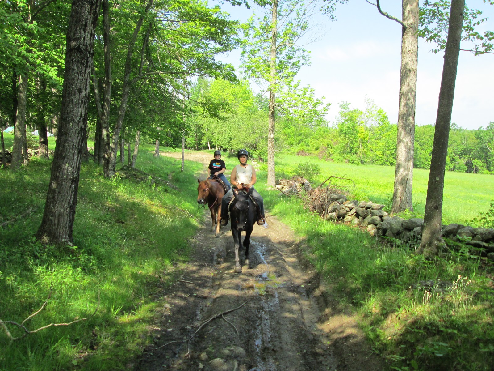 Dancing Horse Farm