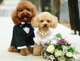 Bodas para sus Mascotas!