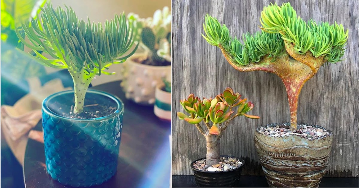 Meet The Crested Senecio Vitalis: The Mermaid Tail Succulent That Will Bring Ocean Vibes Of Tranquility To Your Space Meet The Crested Senecio Vitalis: The Mermaid Tail Succulent That Will Bring Ocean Vibes Of Tranquility To Your Space