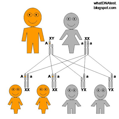 diagram of X-linked dominant genetic inheritance pattern, father is affected, mother is normal, all daughters affected, all sons normal, by whatdnatest