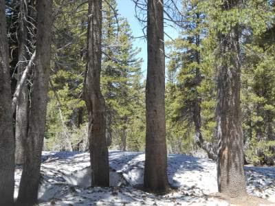 Grow Your Intuition Like Pine Trees Naturally Grow in the Mountains pine trees, snow, mountains, using your intuition, spiritual intuition, spiritual awakening