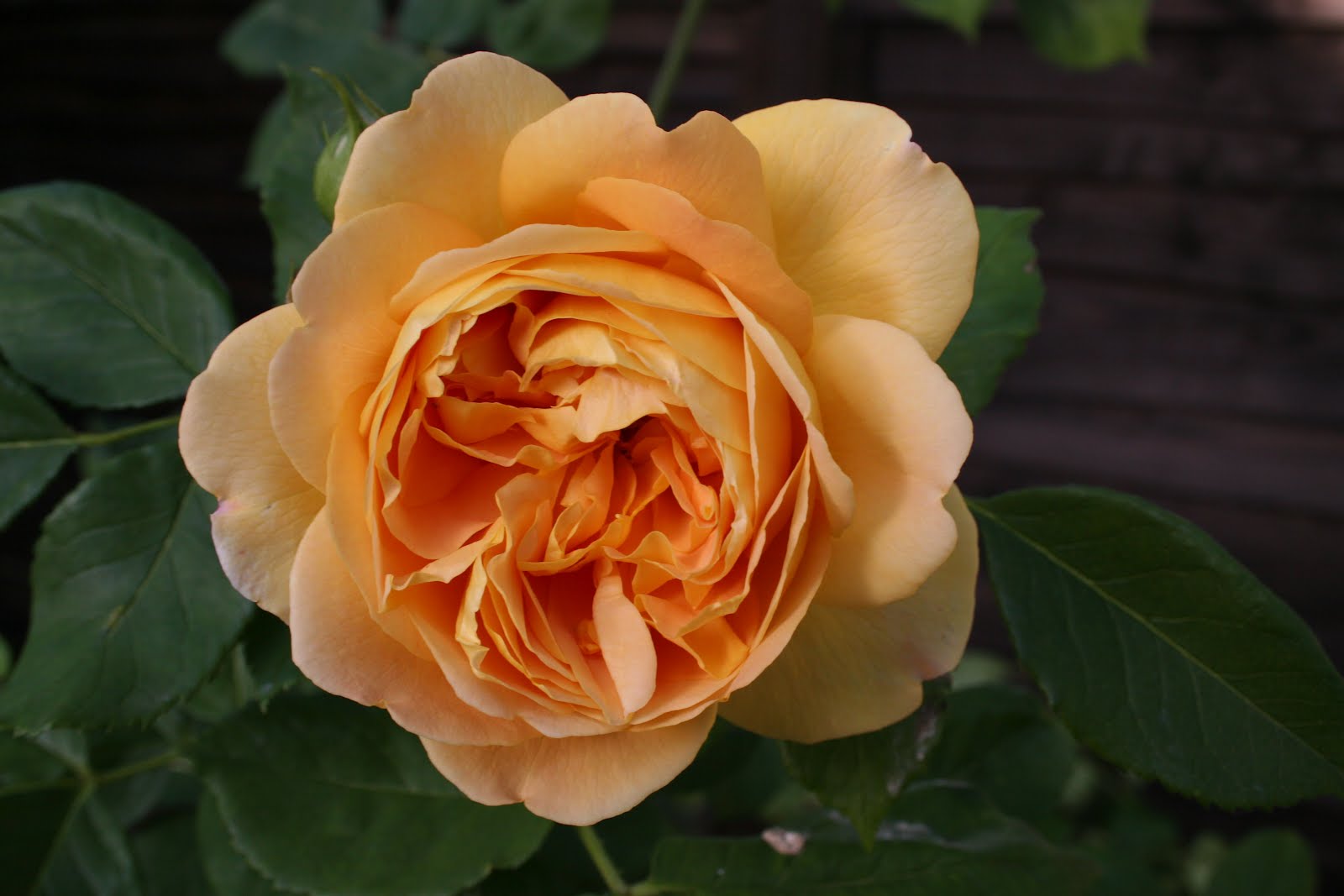 Roses of Richmond Peaches and cream what a dream