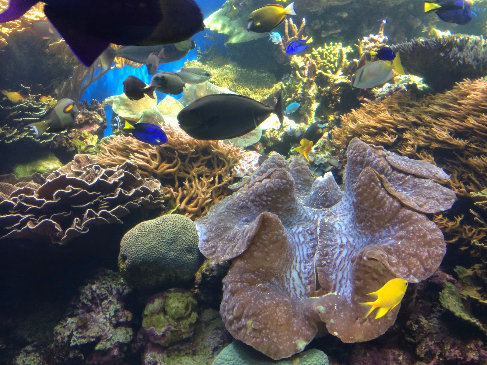 Waikiki Aquarium Gigas Clam