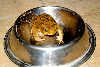toad in dog food bowl