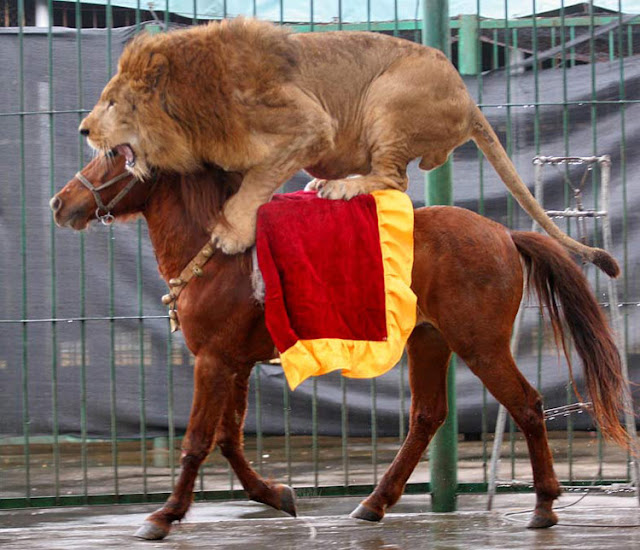 Lion Riding in Horse