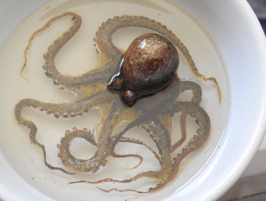 3D hyperrealistic ocean creatures paintings Art Craft Gift Ideas