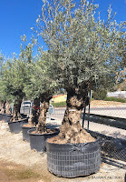 Olivos árboles de clima mediterráneo ideales para uso ornamental