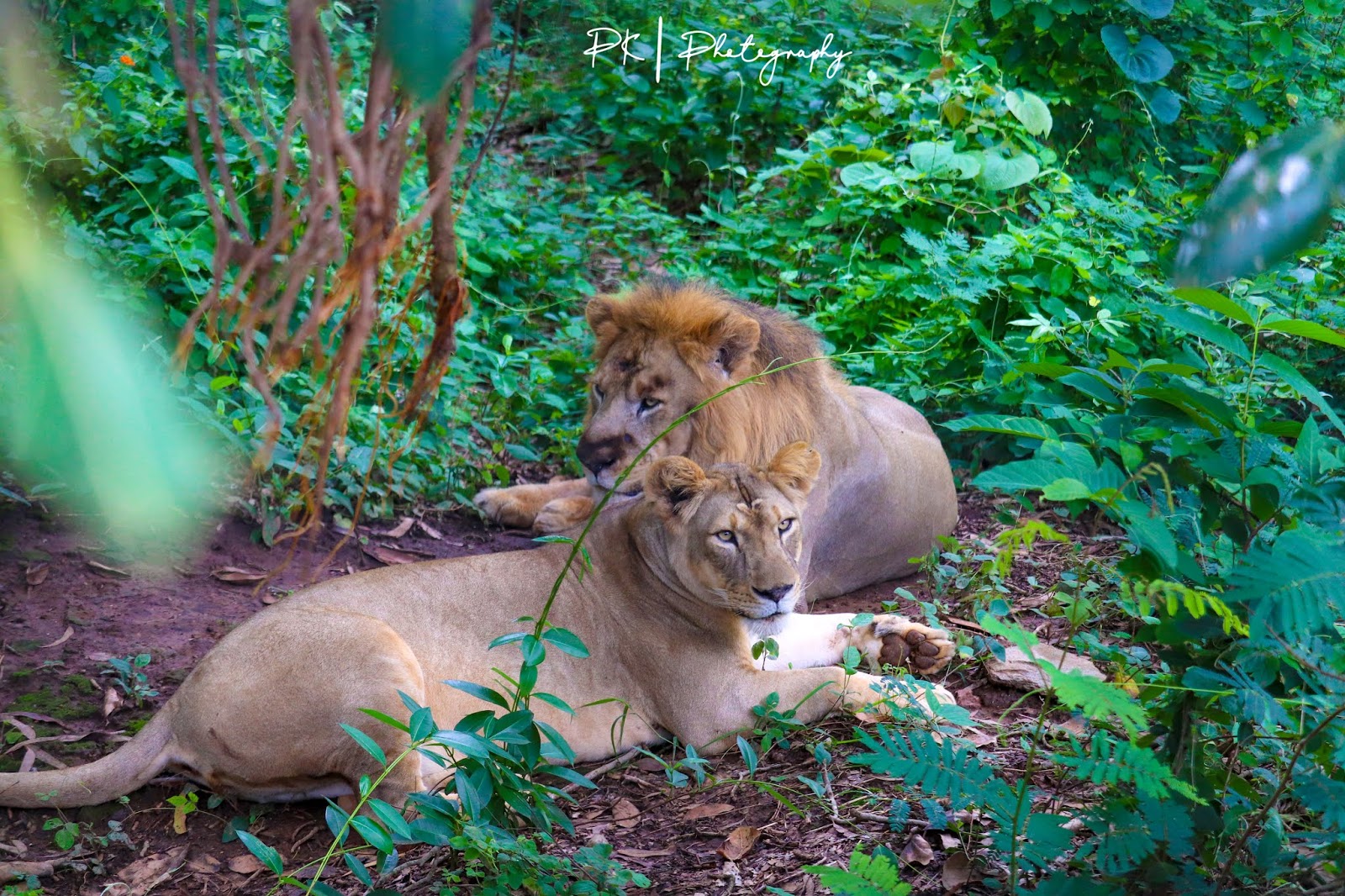 tyavarekoppa lion and tiger safari