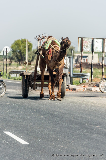 Camel cart Rajasthan
