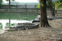 taman buaya indonesia jaya