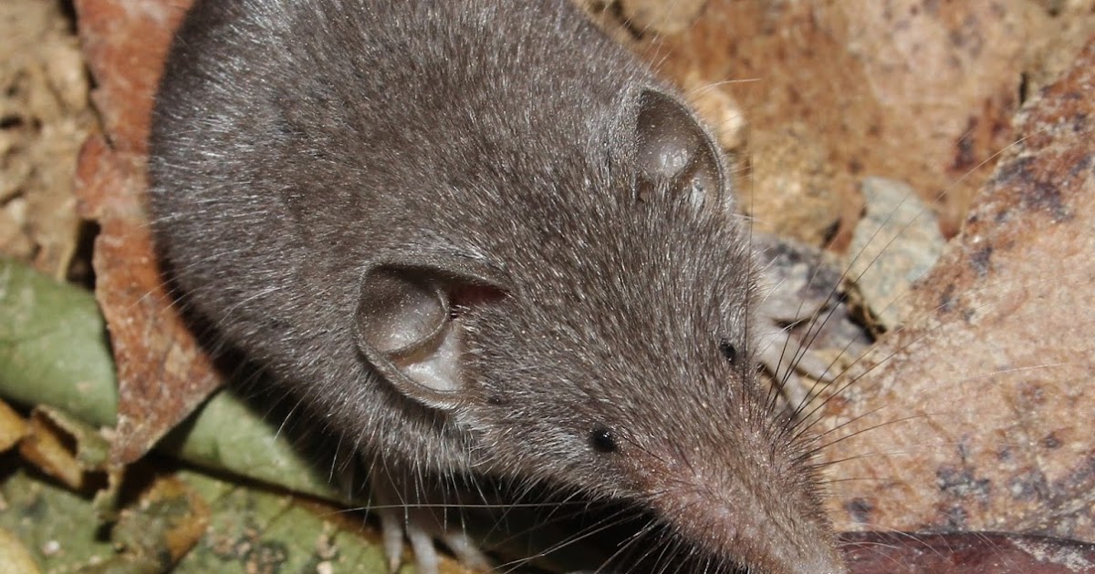 Mammals of Cyprus Τα θηλαστικά της Κύπρου by Konstantinou The