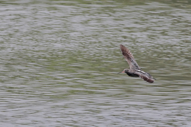 Spotted redshank in flight