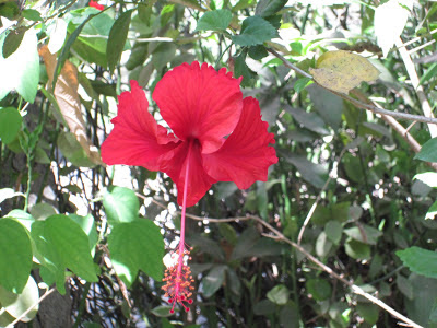 Ovalekarwadi Butterfly Garden Ovalekarwadi Butterfly Garden