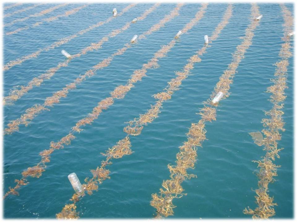 Usaha Budidaya Rumput Laut Dengan Tali Panjang