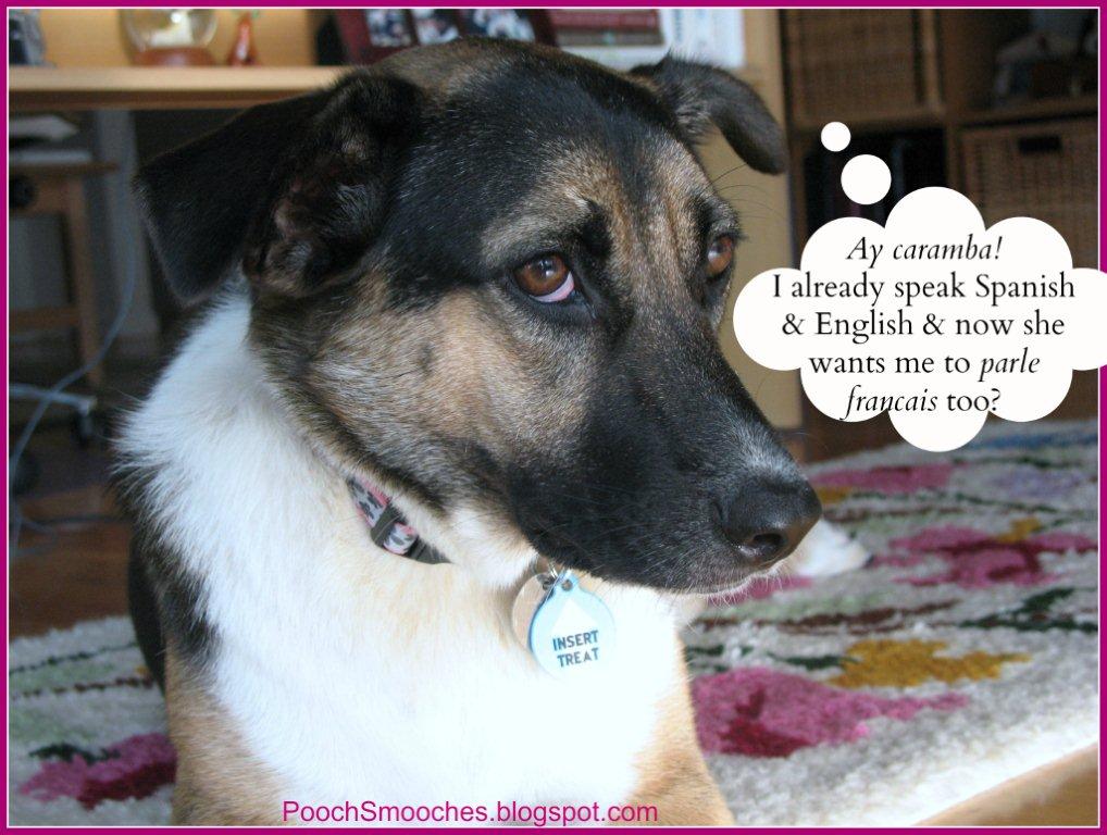 can-dogs-understand-spanish