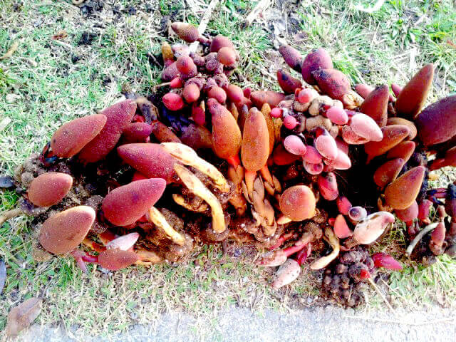 Nấm ngọc cẩu giúp bổ thận tráng dương bai thuoc bo than trang duong nam ngoc cau