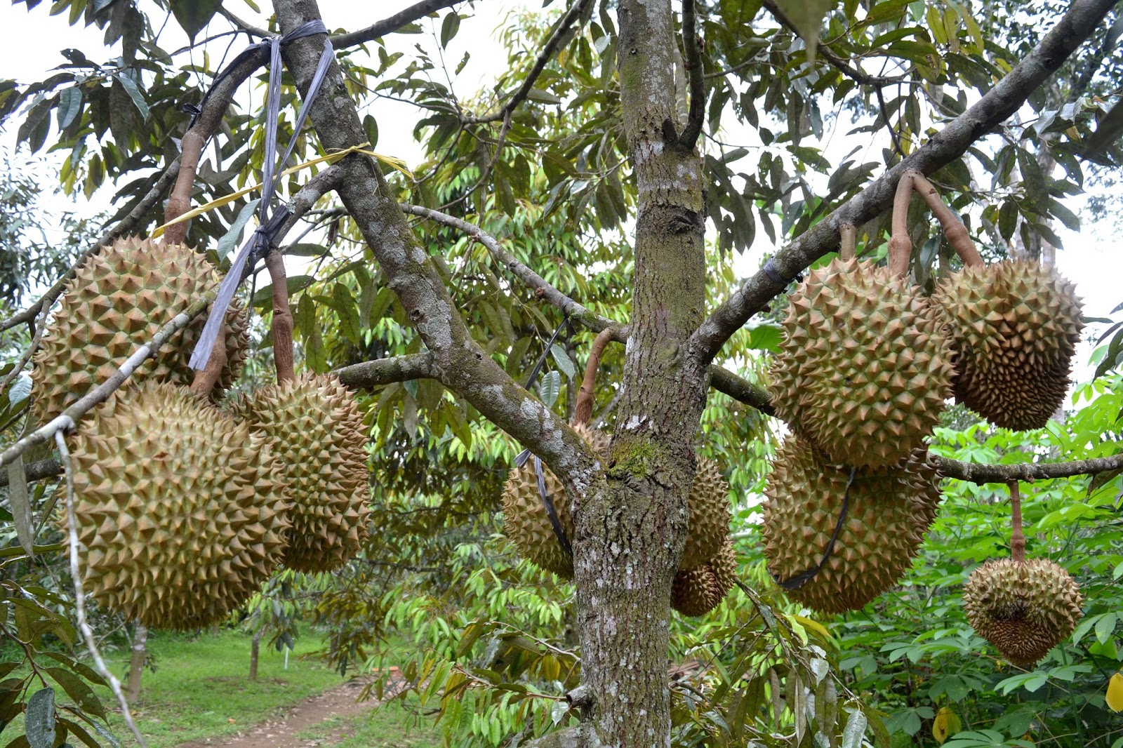 Wisata Kebun Durian Candimulyo SENTRA KEBUN DURIAN