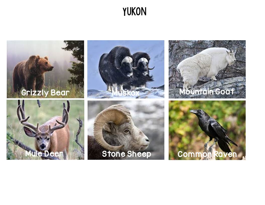 TeacherMomPlus3 Animals of Canada Free Printable