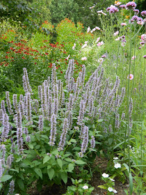 James Gardens late summer agastache by garden muses- a Toronto gardening blog