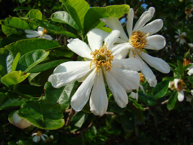 The spectacular African Dog Rose Xylotheca kraussiana is the larval host plant of the bright red and black Acraea petraea
