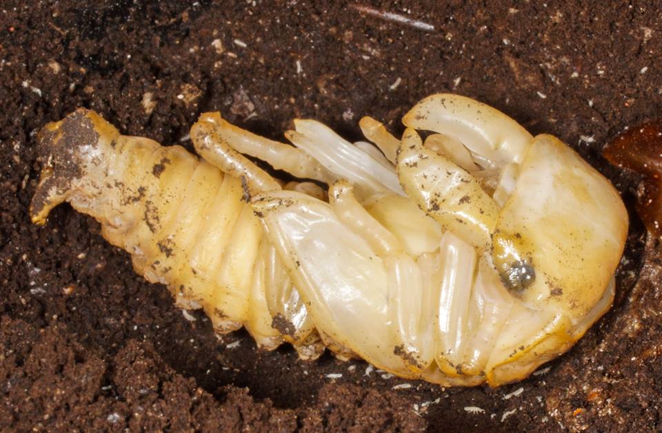 Pupa Kumbang Pupa Kumbang