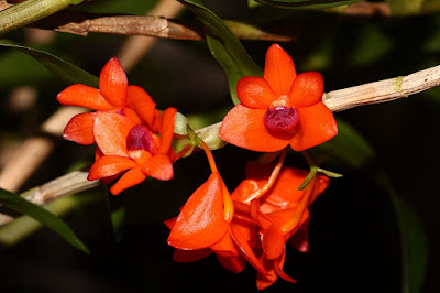 Dendrobium mohlianum orchid plant care and culture