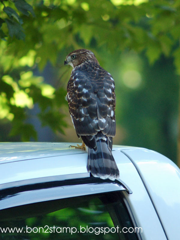 Stamping with Klass Decoy's and Hawks.