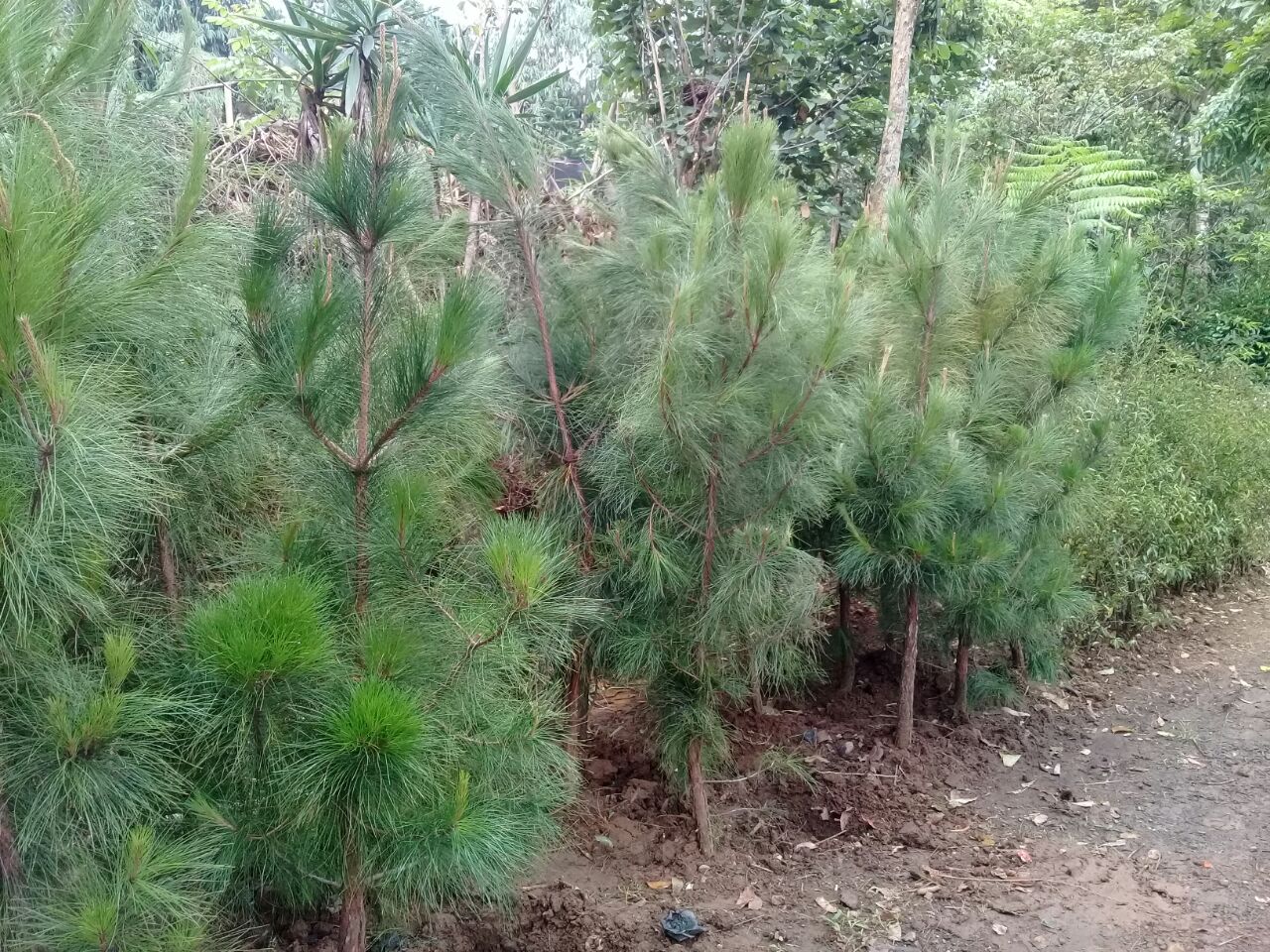 Jual Pohon Cemara Pinus Tukang Taman Serpong Tlp 081380548055