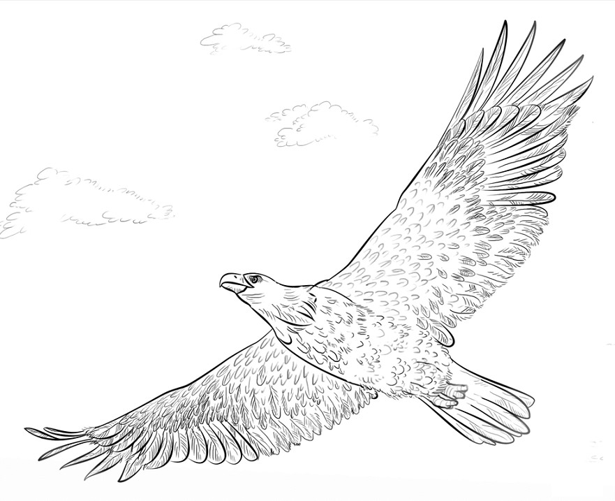 Sketsa Gambar Burung Elang Terbaru Gambarcoloring Kolase