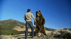 Cool animals giving high fives (15 gifs), funny gifs, bear high five