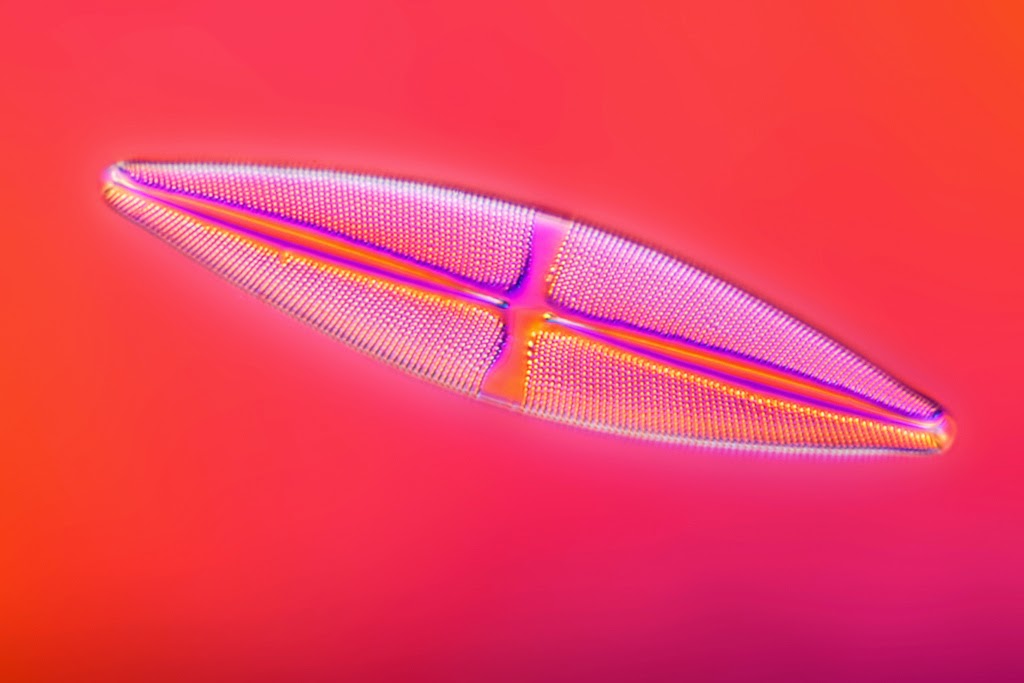 Diatom under the microscope